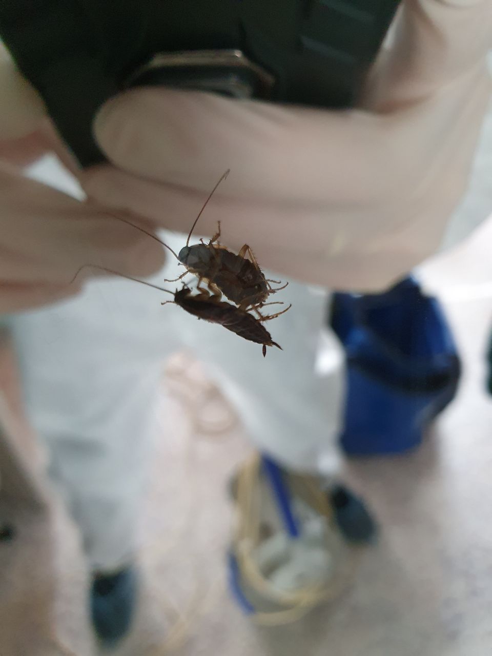 травля тараканов в Самаре