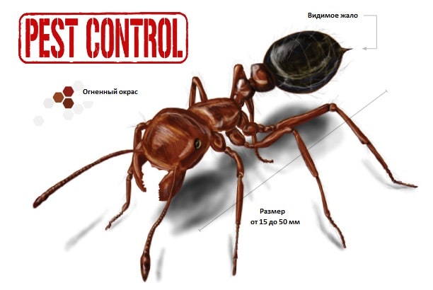 Польза и вред муравьев в саду и огороде