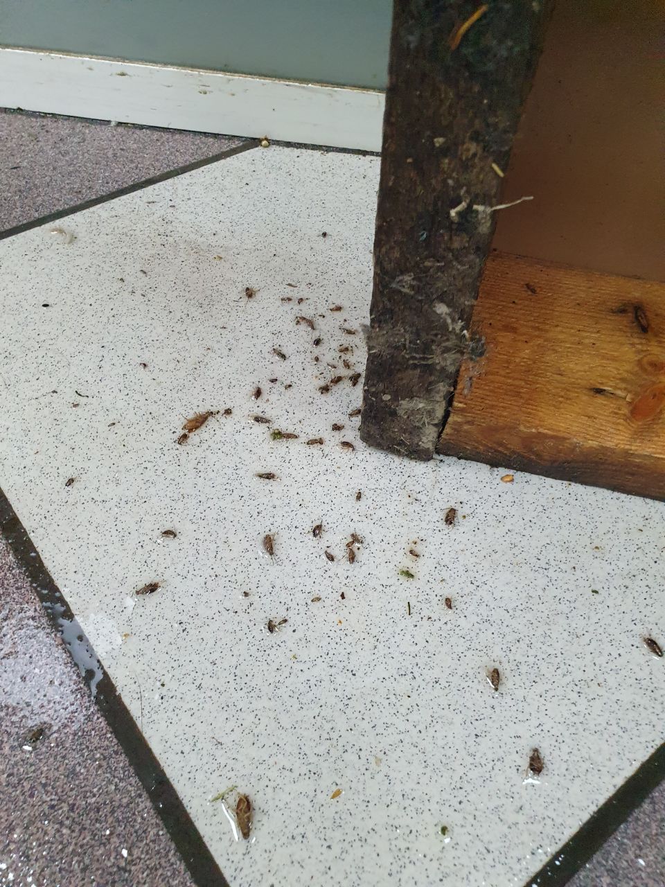 уничтожение тараканов в Самаре