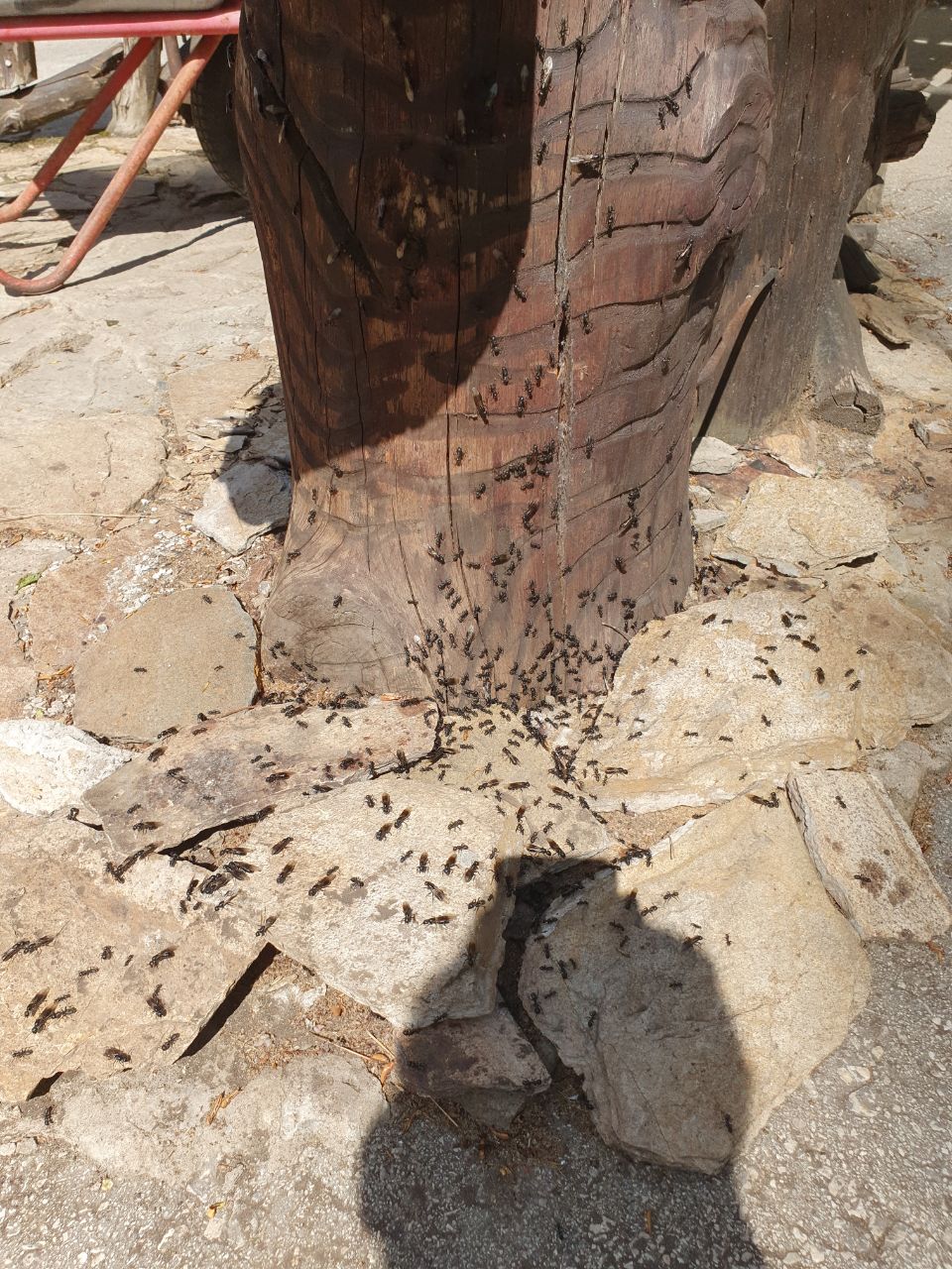уничтожение муравьев в Самаре